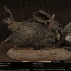 Riverine Rabbit Mount