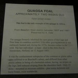 Quagga Foal Mount Signage