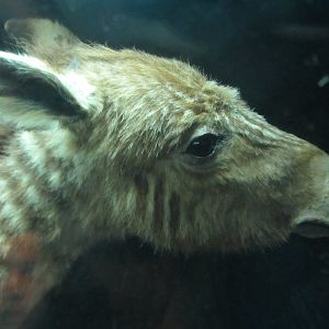 Quagga Foal Mount Detail