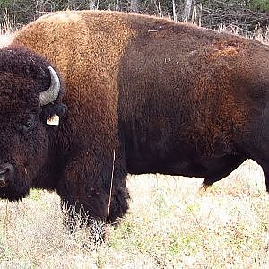 National Bison Day 2018 - YouTube