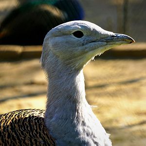 Lanzhou Zoo - Great bustard