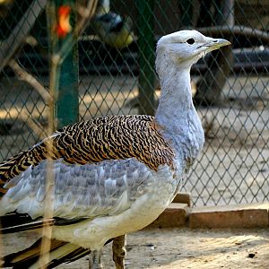 Lanzhou Zoo - Great bustard