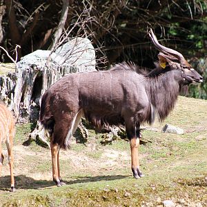 Nyala