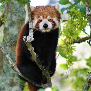 Red Panda