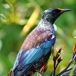 Tui (Prosthemadera novaeseelandiae)