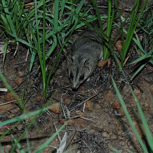 Stripe-faced Dunnart (Sminthopsis macroura)