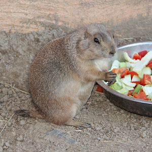 Gunnison's prairie dog (Cynomys gunnisoni)