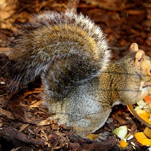 eastern gray squirrel (Sciurus carolinensis)