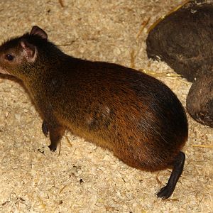 black-rumped agouti (Dasyprocta prymnolopha)