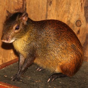 black-rumped agouti (Dasyprocta prymnolopha)