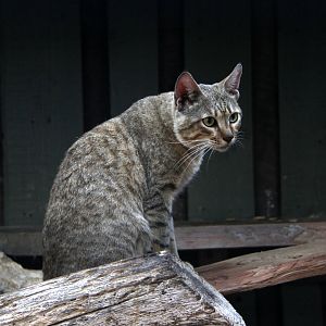 Gordon's wildcat (Felis silvestris gordoni)
