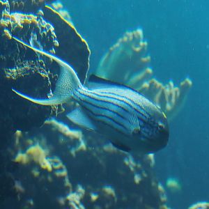 ID reef fish - Burgers' Ocean living reef tank