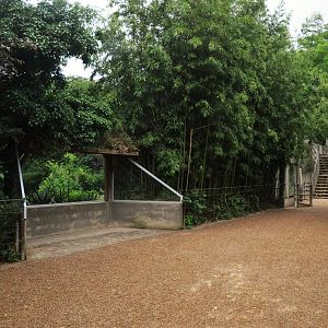 African Lion Viewing at Doué-la-Fontaine, 15/06/18