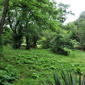 African Lion Enclosure at Doué-la-Fontaine, 15/06/18