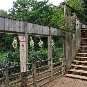 African Lion Viewing at Doué-la-Fontaine, 15/06/18
