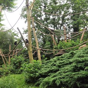 Lar Gibbon Island at Doué-la-Fontaine, 15/06/18