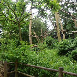 Lar Gibbon Island at Doué-la-Fontaine, 15/06/18