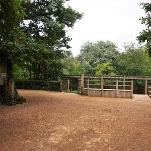 Pygmy Hippo (l) and Sumatran Tiger Viewing at Doué-la-Fontaine, 15/06/18
