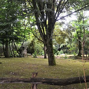Pygmy Hippopotamus Enclosure at Doué-la-Fontaine, 15/06/18