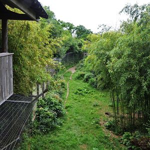 Sumatran Tiger Enclosure at Doué-la-Fontaine, 15/06/18