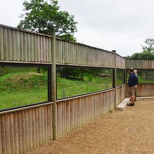 South African Cheetah Enclosure at Doué-la-Fontaine, 15/06/18