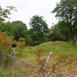 South African Cheetah Enclosure at Doué-la-Fontaine, 15/06/18