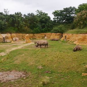 Eastern Black Rhino Enclosure at Doué-la-Fontaine, 15/06/18