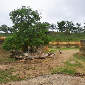 Gazelle Enclosure (Part of Black Rhino Complex) at Doué-la-Fontaine, 15/06/18
