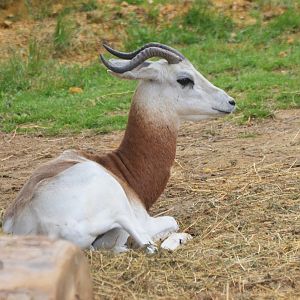 Dama Gazelle at Doué-la-Fontaine, 15/06/18
