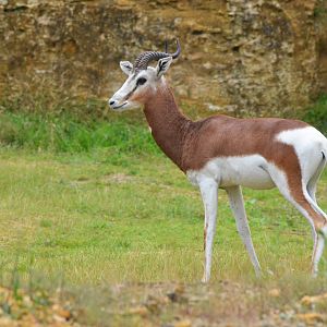 Mhorr Gazelle at Doué-la-Fontaine, 15/06/18