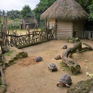 Radiated Tortoise Enclosure (and Pygmy Goat Walkthrough) at Doué-la-Fontaine, 15/06/18