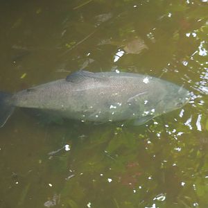Pacu species ID -  Burgers Bush