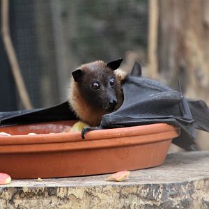 Flying Fox