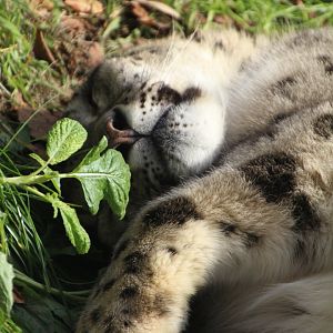 Snow Leopard