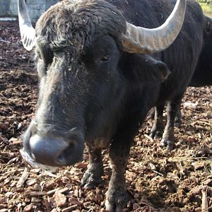 Water buffalo