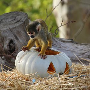 Squirrel Monkey