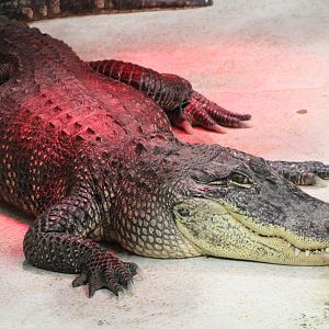 American Alligator