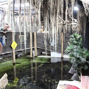American Alligator Exhibit