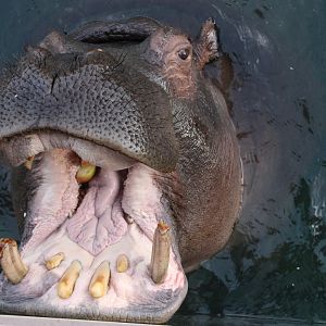 Hippopotamus