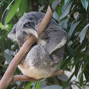 Koala
