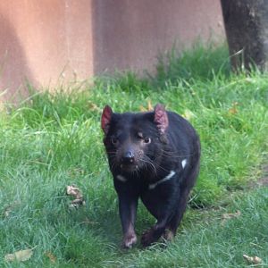 Tasmanian Devil