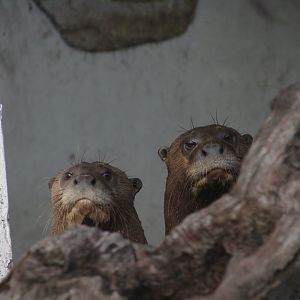 Giant River Otters