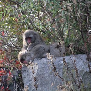 Japanese Macaques