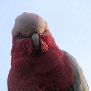 Galah