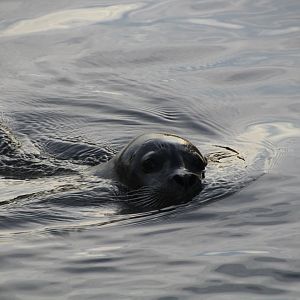 Harbour Seal