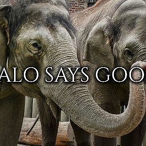 Video - Elephants Leave the Buffalo Zoo