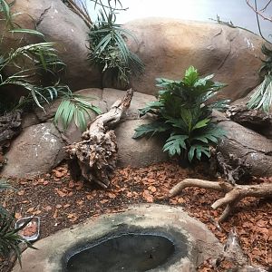 Black & rufous elephant shrew exhibit