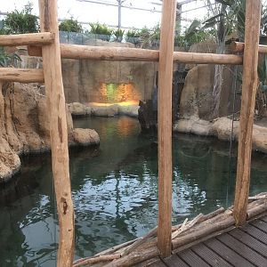 African slender snouted crocodile exhibit