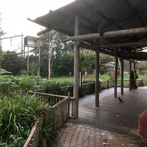 Vulture walk through aviary