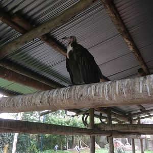 Hooded vulture